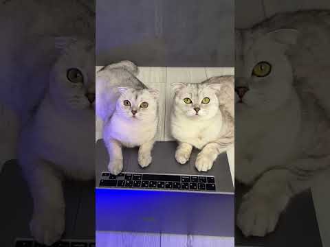 The evil plan of cat Sonya And Kisa