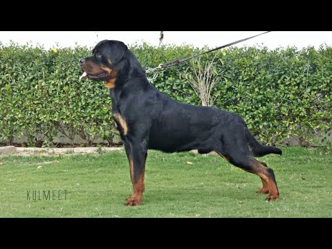 Rottwiler Stud In Sonipat // Indian Ch Beeman // Baldeep Kennel Biggest Rottwiler //#rottweiler