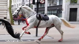 Dramatic London Horse Stampede Caught on Camera! Military Horses Run Wild in Central London!