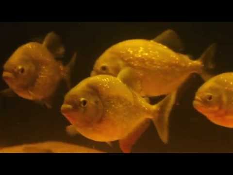 Redbelly piranha swimming