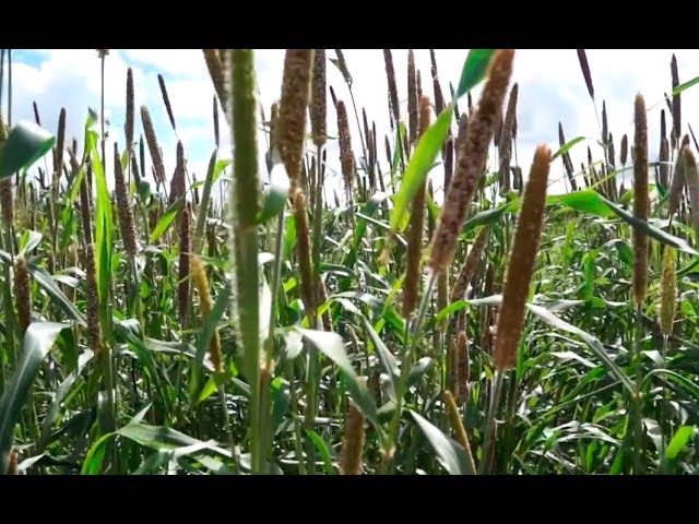 youtube video id=yPzP8AllF7A