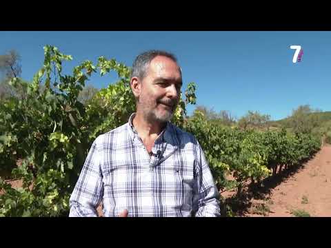 Fotograma del vídeo: Reportaje control maduración uva