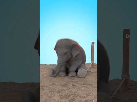 🥲 தப்பித்து போன 🐘 யானை குட்டி #navatalk #navacommunity #tamil #facts #explain #shorts