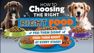 Choosing the Right Food for Your Dog’s Life Stage