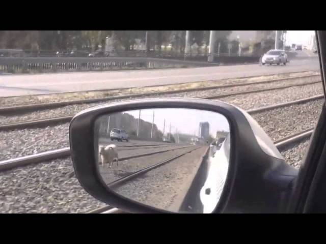 В Казани жертвенный баран сбежал от празднующих Курбан-байрам