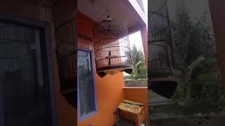 Download lagu Murai nias raja asli indonesia mp3