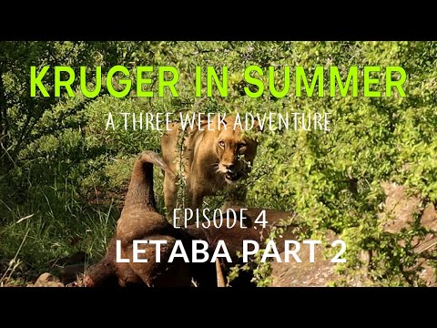 KRUGER IN SUMMER - a three week adventure - LETABA Part 2 (Episode 4)
