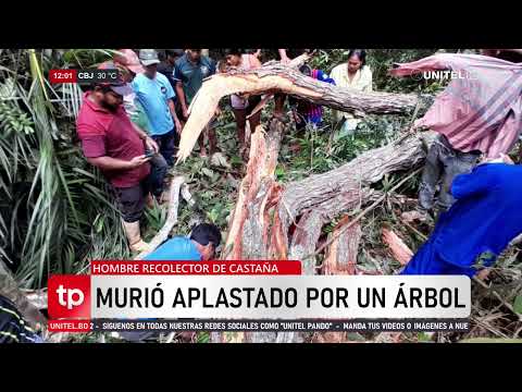 Hombre muere aplastado por árbol mientras recolectaba castaña en Filadelfia-Pando
