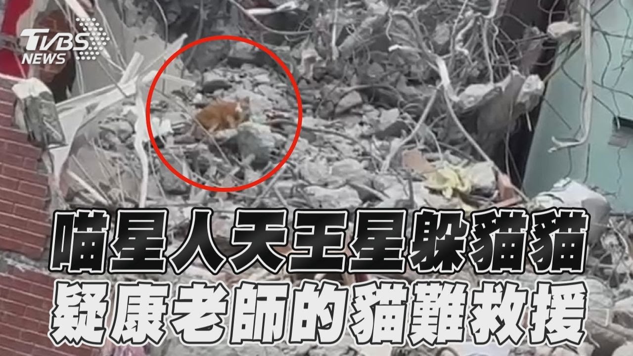 花蓮地震/康老師的貓出現了!瓦礫堆中「無助探頭」 怪手播貓叫引誘