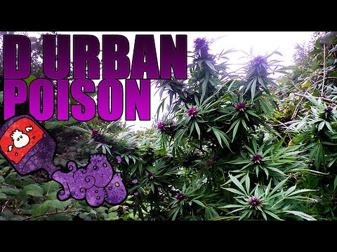 Durban Poison Guerilla Grow - From Seed to Harvest