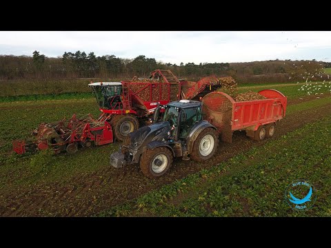 Harvest 2020 | Grimme Rexor 620 Harvesting Sugar Beet
