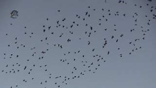 PIGEON Ramier/Panique en Migration ! BRUITX