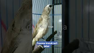 Download lagu Trucuk memanggil lawan mp3 Download lagu Trucuk memanggil lawan mp3