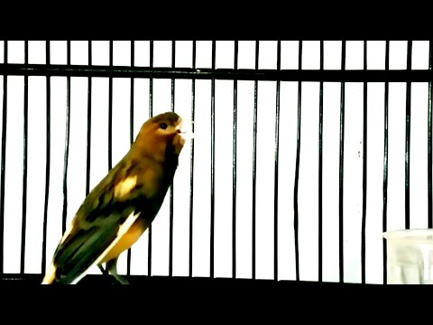 Use this and your canary will sing instantly! canary training song / canto Canario belga cantando