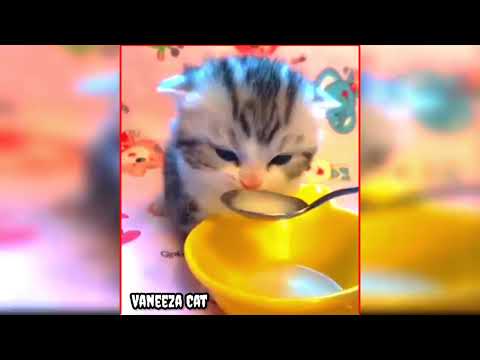 Vaneeza Cat Milk tasting 2022//short video @ManojDey @TechnicalYogi// beautiful cat