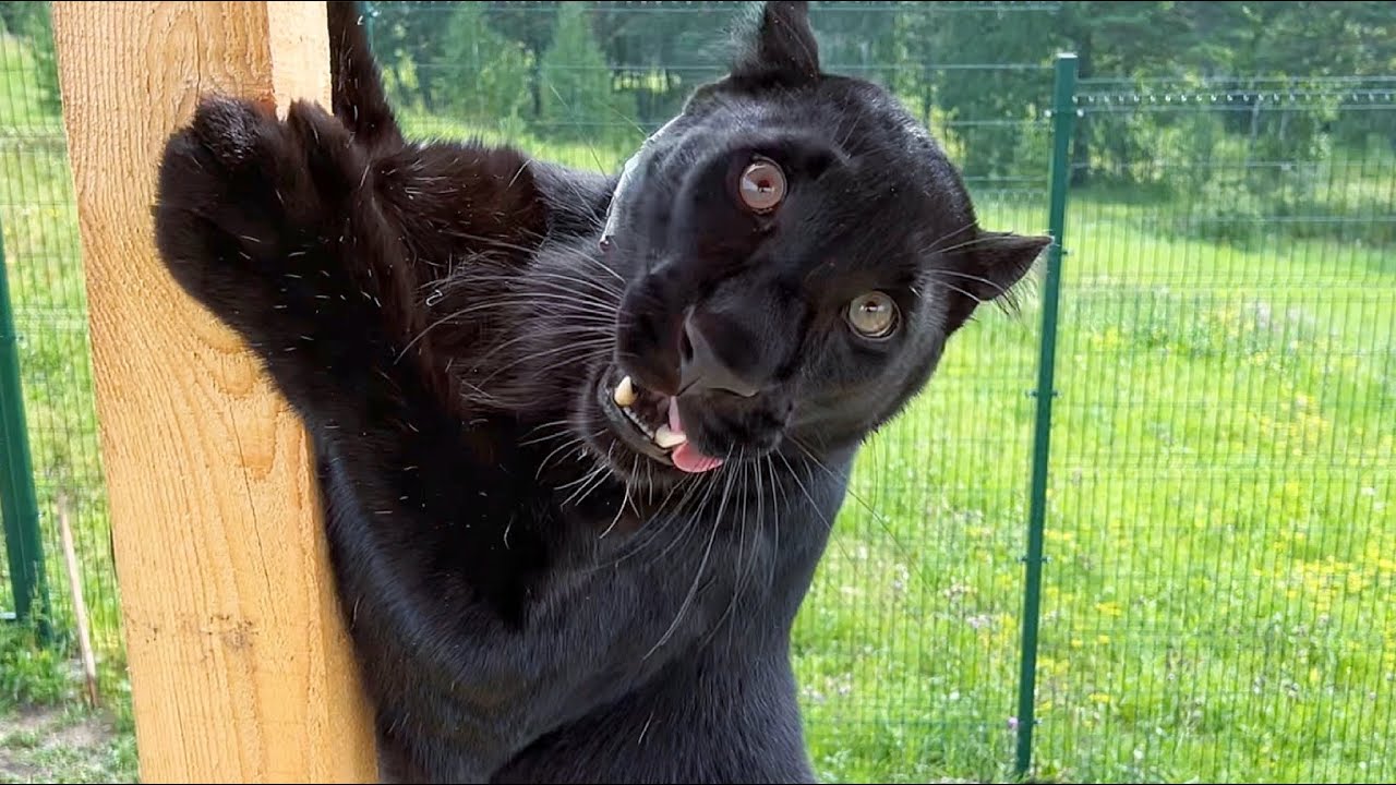 Luna the panther is ready for summer 😁(ENG SUB)