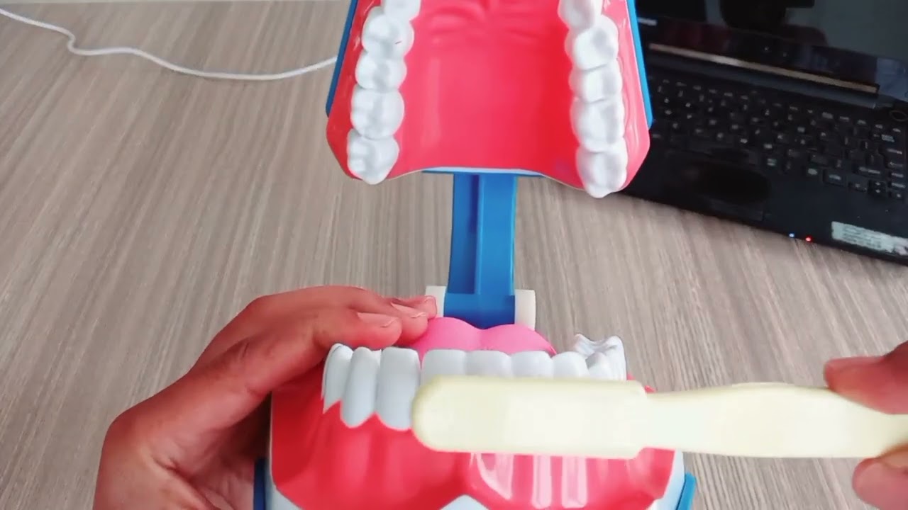 The correct teeth cleaning method, flossing, and brush selection