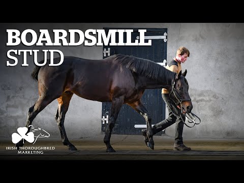 ITM Irish Stallion Showcase 2021 - Boardsmill Stud