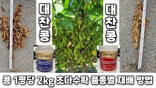 콩 1평당 2kg 초다수확 품종별 재배법:(3)대찬콩: 2023년 1천2백평 1,658kg 생산(김제시 죽산…