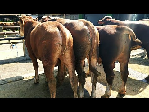 Bakalan bapak Nurdin dari 19 juta sudah dapat bakalan semok mantep 18/10/2019