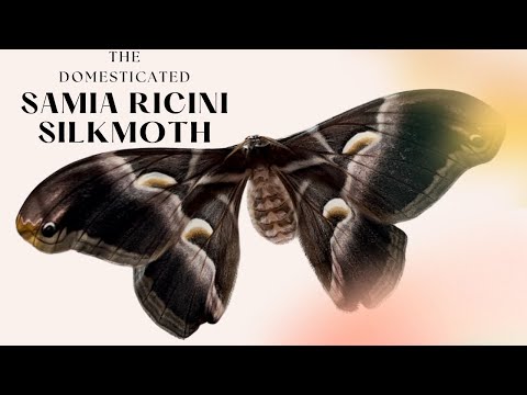 Samia ricini, the Eri silkmoth