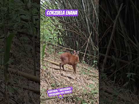 Corzuela Enana en la @Reserva Natural y Cultural Che Guevara..en Montecarlo, Caraguatay, Misiones.