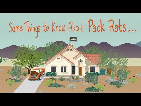 Some Things to Know About Pack Rats