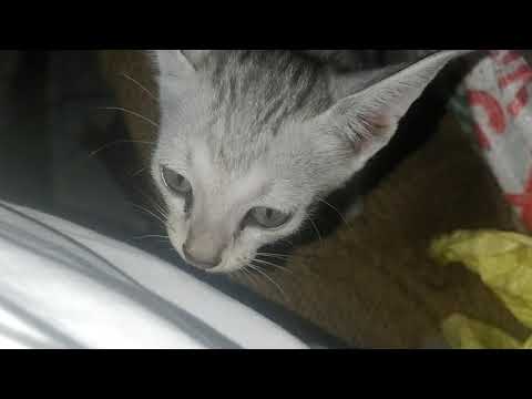 Funny moments of cats/Chunnu ki Rani(Mother) and Children(chote Chunnuki raniya)