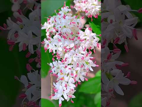 Beautiful Natural flowers 773 and Beautiful Natural Flowers 7