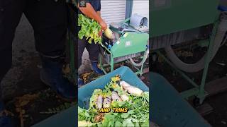 This Smart Machine Cleans and Cuts Radish in Seconds | Modern Vegetable Processing Technology#shorts