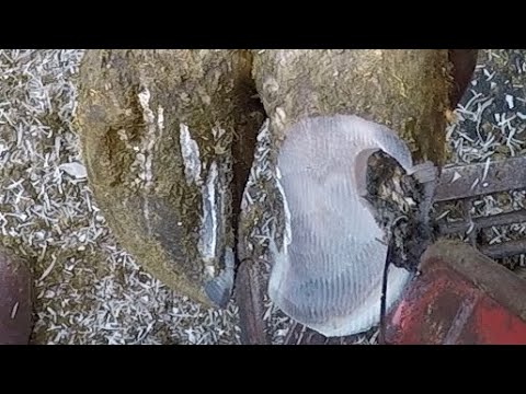 Slide 6 - Vettec Bovi Bond Block Adhesive 210cc  (video)