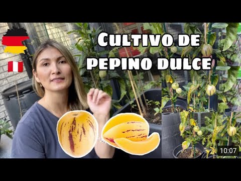 , title : 'Cómo germinar PEPINO DULCE en MACETA | #huertoencasa #huertoenmacetas #cultivopepino'