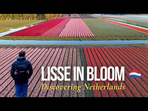 Drohnenaufnahme über 1000 Hektar blühender Tulpen | Lisse, Niederlande