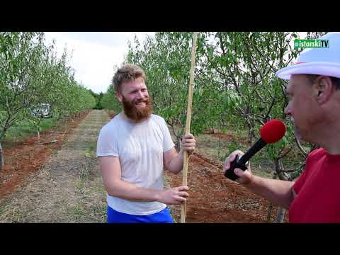 Prva istarska plantaža badema