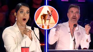The Judges Thought It Was a Joke… Then the Animal STOLE the Entire Show 😳🐾