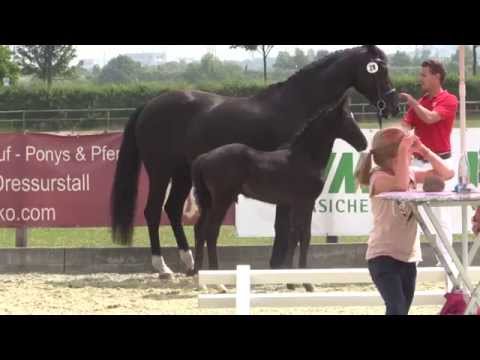 Livaldon x De Niro x Weltmeyer - Hengstfohlen 2. Platz Quali DFC in Paderborn
