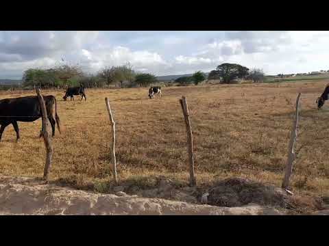 Prefeitura de Lagoa do Ouro começa a fazer o calçamento de mais uma rua