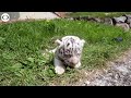 WEB EXTRA: White Bengal Tiger Cubs