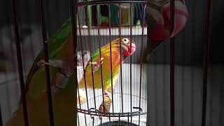 Download lagu Asyik Parah.. Lovebird Betina Fighter Isian Kapas Tembak Rasa Mesein Diesel mp3 Download lagu Asyik Parah.. Lovebird Betina Fighter Isian Kapas Tembak Rasa Mesein Diesel mp3