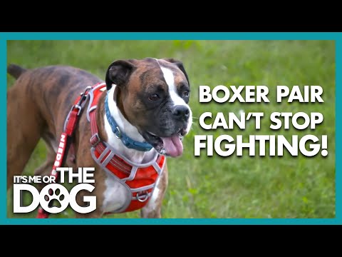 Aggressive Boxer Pair Can't Stop Fighting! | It's Me Or The Dog
