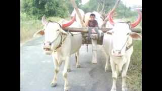 DJ SONU DHILLON Sohan Shankar Bagge Bagge Bail