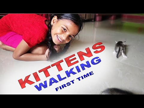 Kittens Walking First Time | Stories With Krishika