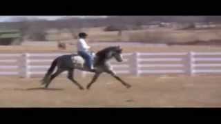 LABERINTO 2014 EL CABALLO DE PEPE