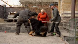 Tibetan Mastiff attack - protection dog test !!! Nasledie Tibeta Russia