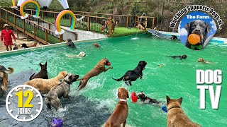 Daycare For Your Dog 🐶 Relaxing Dog Music for Separation Anxiety 🎵 Dog TV: Soothing Videos for Dogs