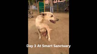 Mili- The Dog Who Was Beaten For A Bite Of Food!