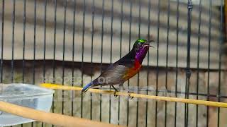 Download lagu SUARA BURUNG KOLIBRI NINJA GACOR FULL NEMBAK ISIAN MEWAH !! PANCINGAN KONIN AGAR CEPAT BUNYI EMOSI mp3