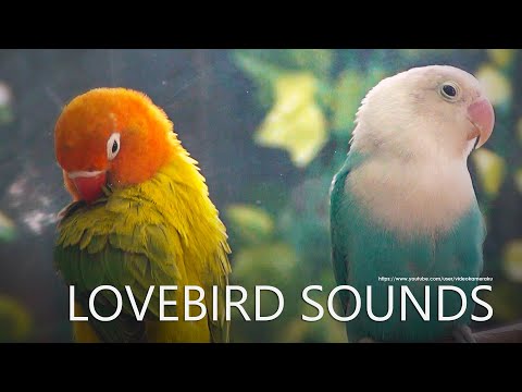 Lovebirds Chirping Sounds, Lovebirds Singing - Euwing and Opaline Lovebird Pair