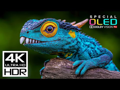 Incredible 4K Videos at 60 fps Dolby Vision HDR (8K, 4K Video TV + Relaxing Music Sleep)