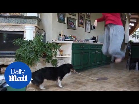 Hop, skip and a jump! Cute corgi plays rope game with owners - Daily Mail